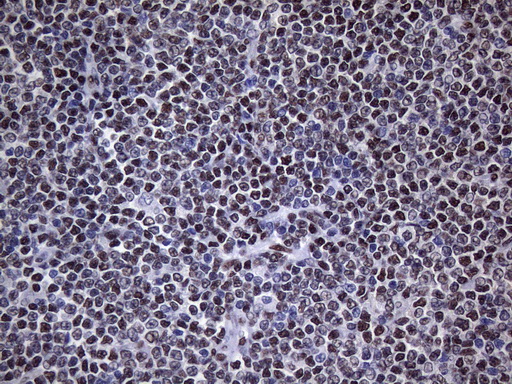 m09015 anti hnrnpa0 mouse monoclonal antibody clone id oti8h8 ihc testing 8