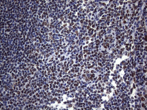 m09015 anti hnrnpa0 mouse monoclonal antibody clone id oti8h8 ihc testing 9