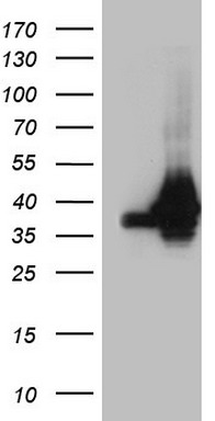 m09015 anti hnrnpa0 mouse monoclonal antibody clone id oti8h8 wb testing 1