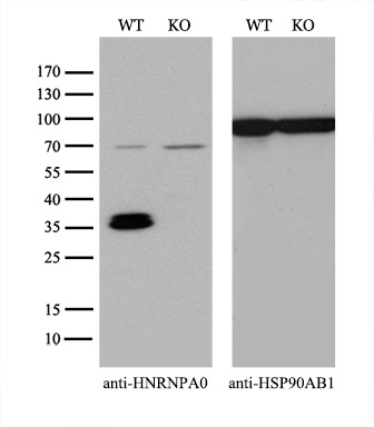 m09015 anti hnrnpa0 mouse monoclonal antibody clone id oti8h8 wb testing 2