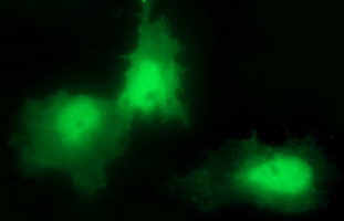 m09017 anti chac1 mouse monoclonal antibody clone id oti1e2 if testing 10