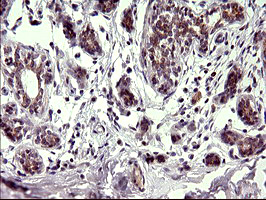 m09017 anti chac1 mouse monoclonal antibody clone id oti1e2 ihc testing 6