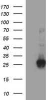 m09017 anti chac1 mouse monoclonal antibody clone id oti1e2 wb testing 1