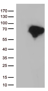 m09019 anti dok3 mouse monoclonal antibody clone id oti3g9 wb testing 1
