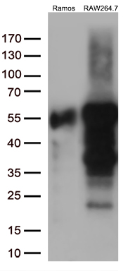 m09019 anti dok3 mouse monoclonal antibody clone id oti3g9 wb testing 2