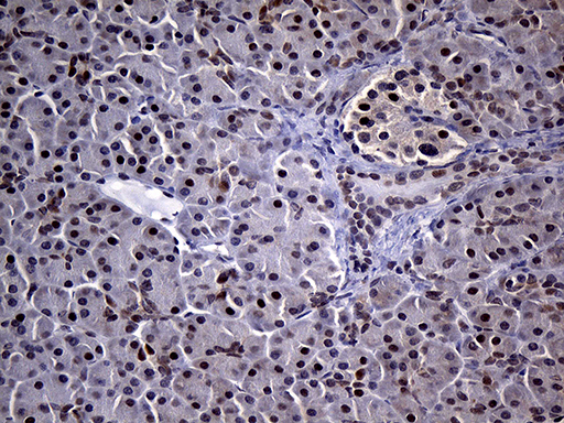 Immunohistochemical staining of paraffin-embedded Human pancreas tissue within the normal limits using anti-NEMF mouse monoclonal antibody