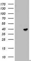m09053 anti etv7 mouse monoclonal antibody clone id oti3b2 wb testing 1
