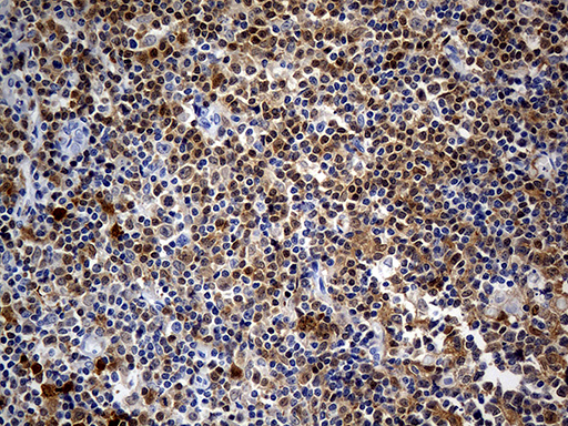 m09058 anti dapp1 mouse monoclonal antibody clone id oti7d4 ihc testing 4