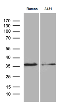 Western blot analysis of extracts (35ug) from 2 different cell lines by using anti-DAPP1 monoclonal antibody (1:500)