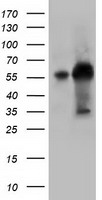 m09066 anti klhl2 mouse monoclonal antibody clone id oti1g7 wb testing 1