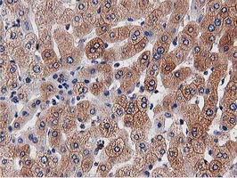 m09074 anti ogfod1 mouse monoclonal antibody clone id oti1f4 ihc testing 10