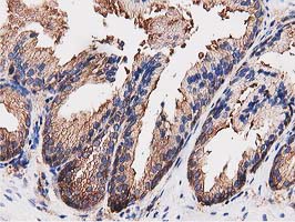 m09074 anti ogfod1 mouse monoclonal antibody clone id oti1f4 ihc testing 4