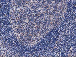 m09074 anti ogfod1 mouse monoclonal antibody clone id oti1f4 ihc testing 6