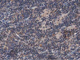 m09074 anti ogfod1 mouse monoclonal antibody clone id oti1f4 ihc testing 7
