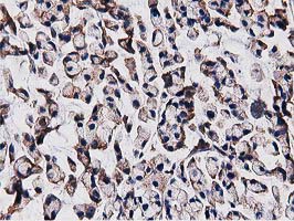m09074 anti ogfod1 mouse monoclonal antibody clone id oti1f4 ihc testing 8