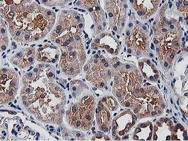 m09074 anti ogfod1 mouse monoclonal antibody clone id oti1f4 ihc testing 9