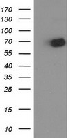 m09074 anti ogfod1 mouse monoclonal antibody clone id oti1f4 wb testing 1