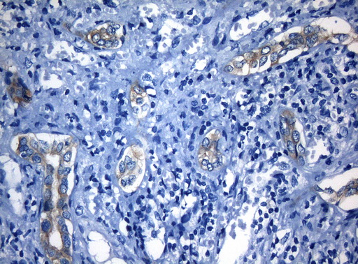 m09085 anti rab3ip mouse monoclonal antibody clone id oti5f2 ihc testing 5