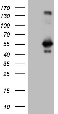 m09085 anti rab3ip mouse monoclonal antibody clone id oti5f2 wb testing 1