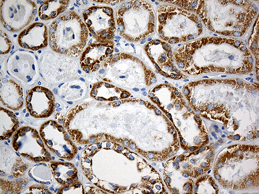 m09105 anti mtx2 mouse monoclonal antibody clone id oti2e9 ihc testing 5