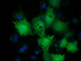 m09113 anti lin7 lin7b mouse monoclonal antibody clone id oti1c9 if testing 6