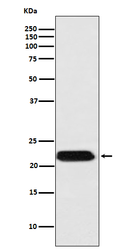 Western blot analysis of FTMT expression in HepG2 cell lysate.