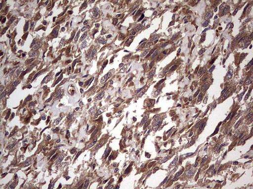 m09124 anti bfsp2 mouse monoclonal antibody clone id oti4e7 ihc testing 4