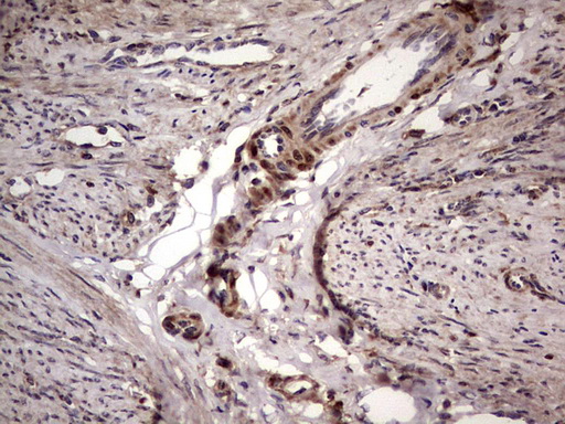 m09124 anti bfsp2 mouse monoclonal antibody clone id oti4e7 ihc testing 9