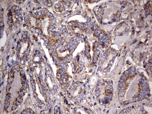 m09144 anti nrbf2 mouse monoclonal antibody clone id oti1a2 ihc testing 10