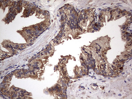 m09144 anti nrbf2 mouse monoclonal antibody clone id oti1a2 ihc testing 11