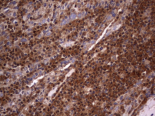 m09144 anti nrbf2 mouse monoclonal antibody clone id oti1a2 ihc testing 12