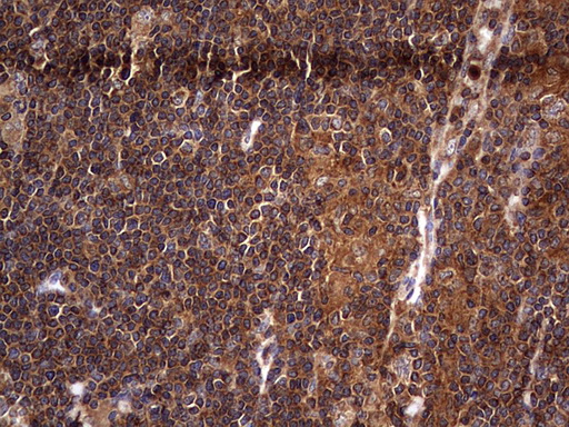 m09144 anti nrbf2 mouse monoclonal antibody clone id oti1a2 ihc testing 13