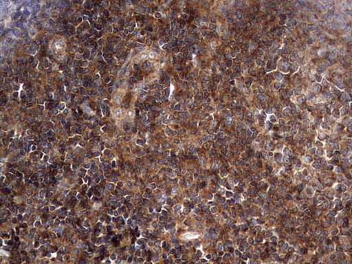 m09144 anti nrbf2 mouse monoclonal antibody clone id oti1a2 ihc testing 14