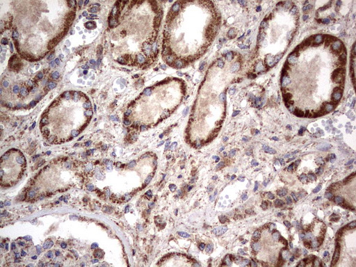 m09144 anti nrbf2 mouse monoclonal antibody clone id oti1a2 ihc testing 17