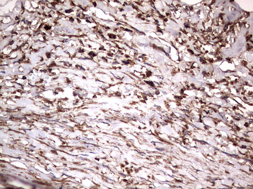 m09144 anti nrbf2 mouse monoclonal antibody clone id oti1a2 ihc testing 18