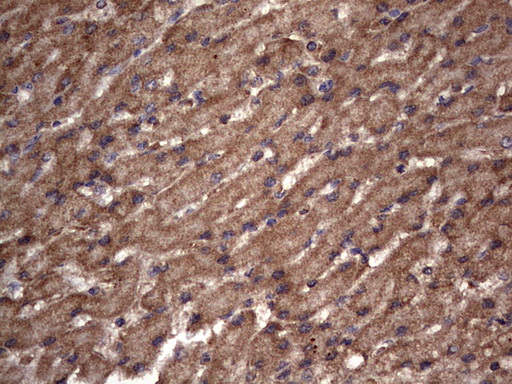m09144 anti nrbf2 mouse monoclonal antibody clone id oti1a2 ihc testing 19