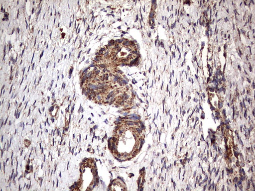 m09144 anti nrbf2 mouse monoclonal antibody clone id oti1a2 ihc testing 4
