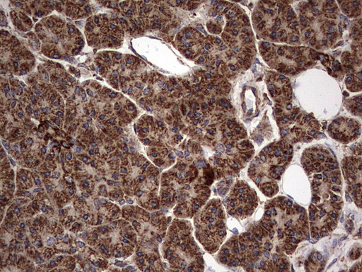 m09144 anti nrbf2 mouse monoclonal antibody clone id oti1a2 ihc testing 5