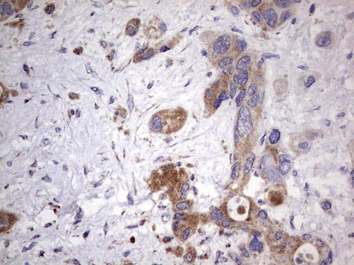 m09144 anti nrbf2 mouse monoclonal antibody clone id oti1a2 ihc testing 6