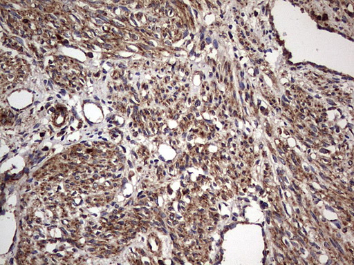 m09144 anti nrbf2 mouse monoclonal antibody clone id oti1a2 ihc testing 8