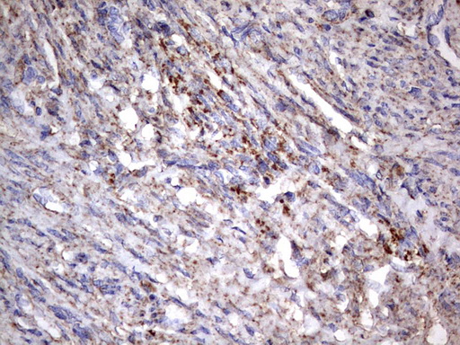 m09144 anti nrbf2 mouse monoclonal antibody clone id oti1a2 ihc testing 9
