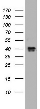 Western blot analysis of HT29 cell lysate (35ug) by using anti-NRBF2 monoclonal antibody