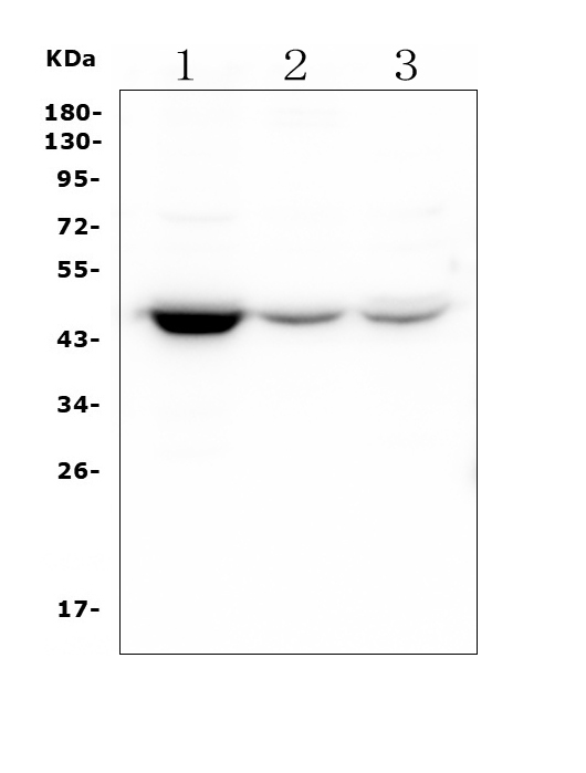  Western blot analysis of HOMER3 using anti-HOMER3 antibody (M09145)