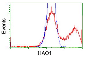 HEK293T cells transfected with either HAO1 (Myc-DDK-tagged) overexpress plasmid (Red) or empty vector control plasmid (Blue) were immunostained by anti-HAO1 antibody (M09159-1)