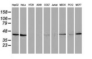 Western blot analysis of extracts (35ug) from 9 different cell lines by using anti-HAO1 monoclonal antibody (HepG2: human; HeLa: human; SVT2: mouse; A549: human; COS7: monkey; Jurkat: human; MDCK: canine; PC12: rat; MCF7: human)