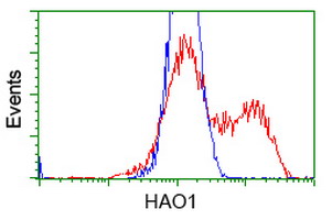 HEK293T cells transfected with either HAO1 (Myc-DDK-tagged) overexpress plasmid (Red) or empty vector control plasmid (Blue) were immunostained by anti-HAO1 antibody (M09159-2)