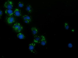 Anti-HAO1 mouse monoclonal antibody (M09159-2) immunofluorescent staining of COS7 cells transiently transfected by pCMV6-ENTRY HAO1