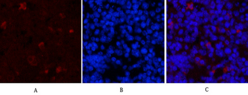 m09159 hao1 primary antibodies if testing 1