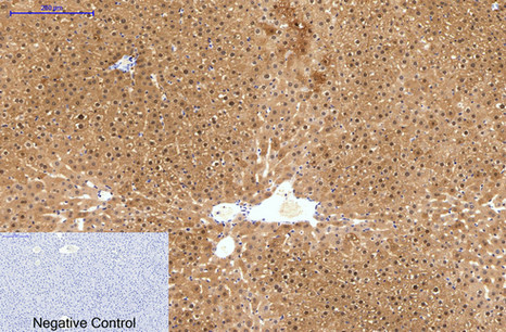 Immunohistochemical analysis of paraffin-embedded Rat-liver tissue