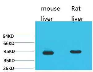 Western blot analysis of 1) Mouse Liver Tissue, 2) Rat Liver Tissue using HAO1 Monoclonal Antibody